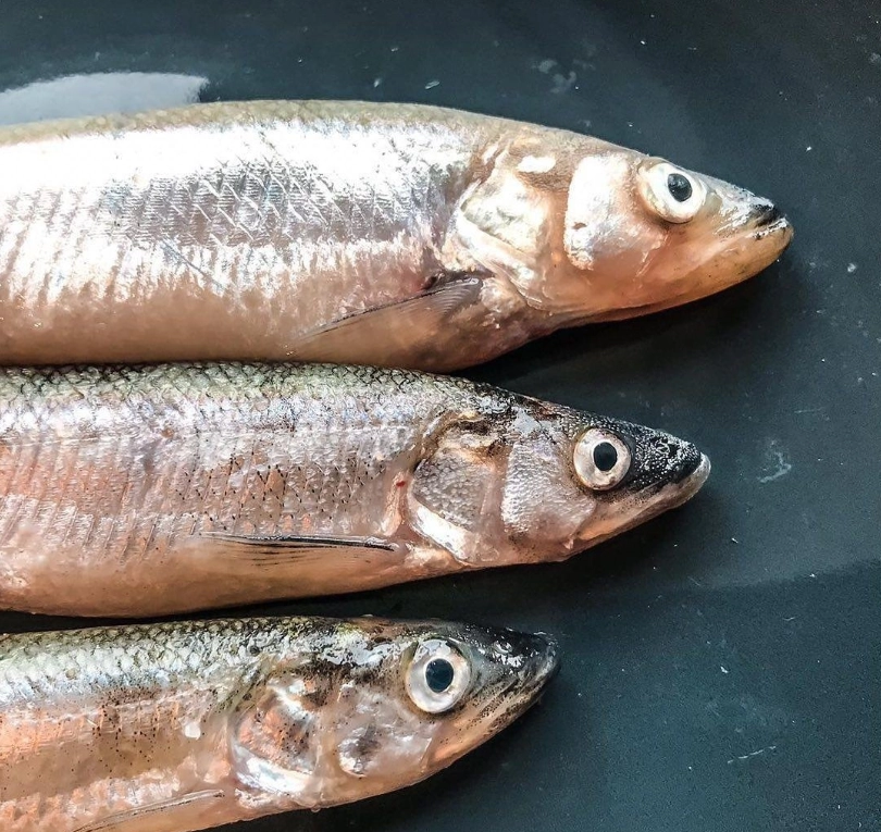 Магазин морепродуктов Азбука моря в Санкт-Петербурге: Покушать, Морепродукты, Рыба, Продуктовый, Фишмаркет, Банные закуски, Икорный магазин,