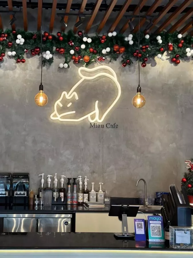 Кафе Miau в Себу: Cafe, Kittens, Кафе, Котики, Кошки, Кофе, Cats, Coffee,