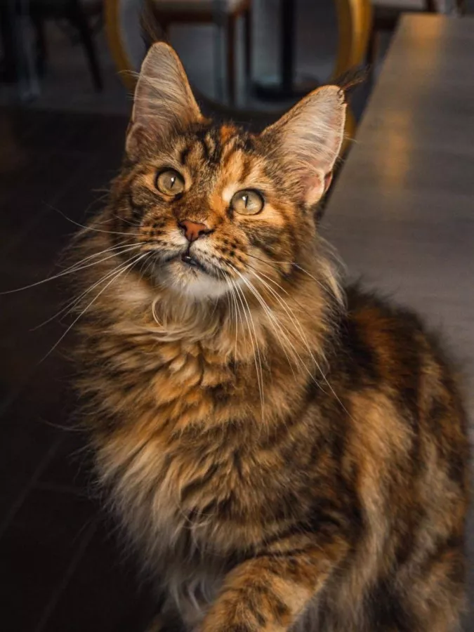 Кафе Miau в Себу: Cafe, Kittens, Кафе, Котики, Кошки, Кофе, Cats, Coffee,