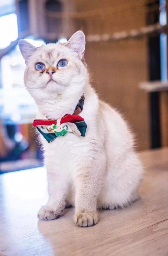 Кафе Miau в Себу: Cafe, Kittens, Кафе, Котики, Кошки, Кофе, Cats, Coffee,