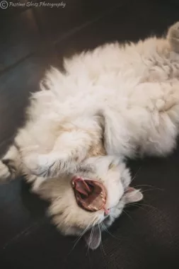 Кафе «Miau»