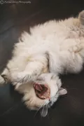 Миниатюра 9