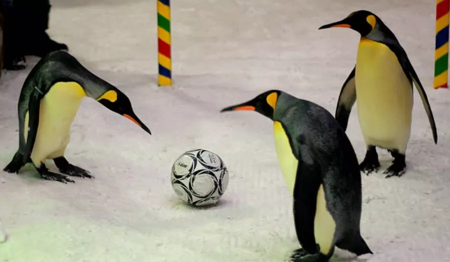 Шоу Пингвинов в Дубаи: Penguins , Пиднгвин🐧, Пингвины, Шоу Пингвинов, Зрелища, Марш, Развлечение,