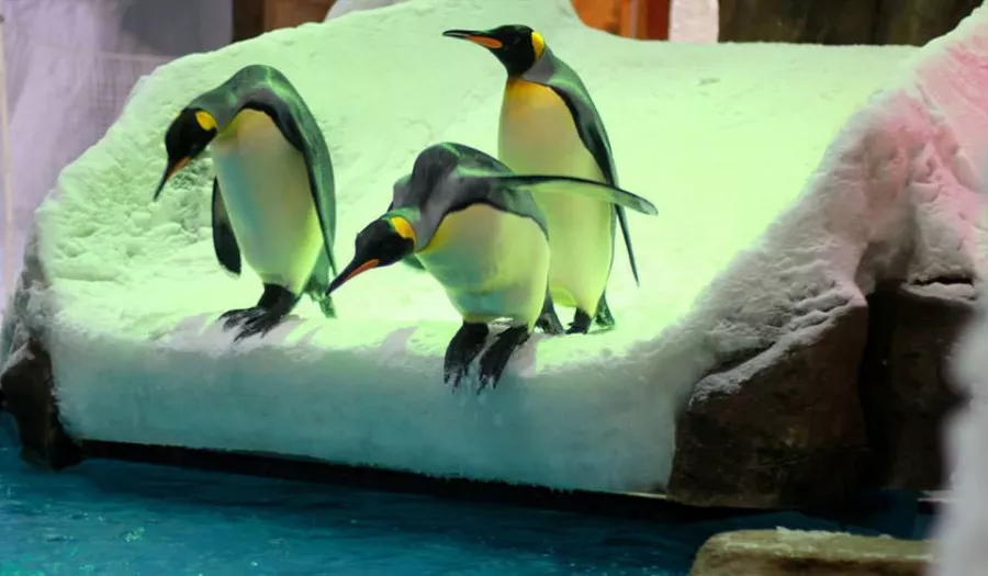 Шоу Пингвинов в Дубаи: Penguins , Пиднгвин🐧, Пингвины, Шоу Пингвинов, Зрелища, Марш, Развлечение,