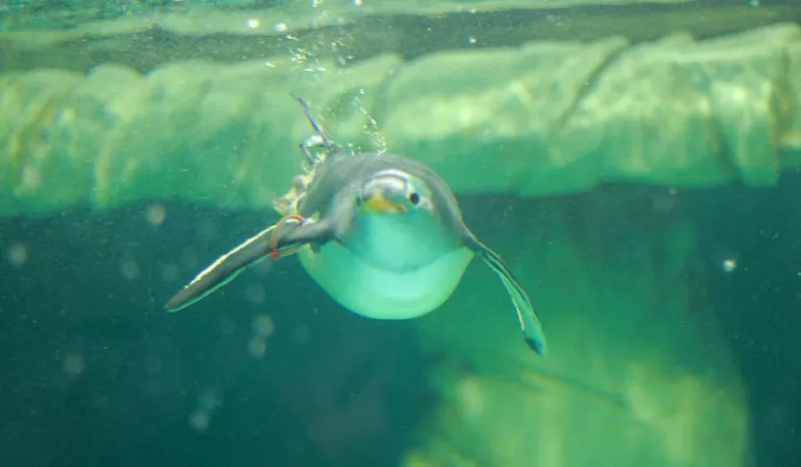 Шоу Пингвинов в Дубаи: Penguins , Пиднгвин🐧, Пингвины, Шоу Пингвинов, Зрелища, Марш, Развлечение,
