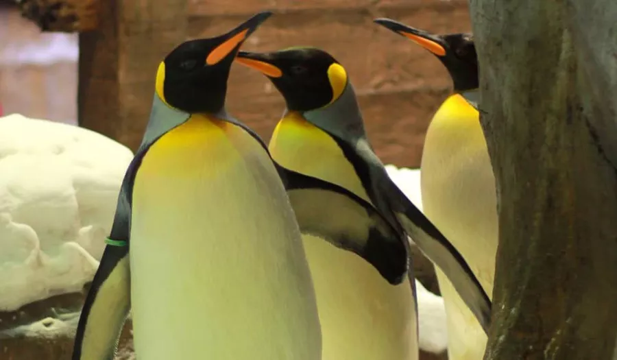 Шоу Пингвинов в Дубаи: Penguins , Пиднгвин🐧, Пингвины, Шоу Пингвинов, Зрелища, Марш, Развлечение,