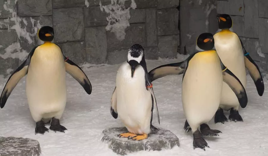 Шоу Пингвинов в Дубаи: Penguins , Пиднгвин🐧, Пингвины, Шоу Пингвинов, Зрелища, Марш, Развлечение,