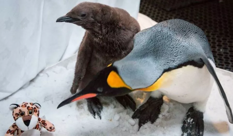 Шоу Пингвинов в Дубаи: Penguins , Пиднгвин🐧, Пингвины, Шоу Пингвинов, Зрелища, Марш, Развлечение,