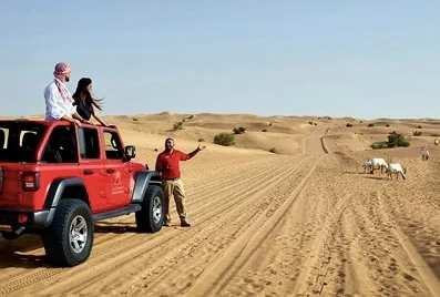 Покорение дюн с компанией Arabian Adventures в Дубаи: Trip , Travelling , Desert , Camel , Пустыня, Дюны, Трип, Пора отдыхать, Что посетить , Экскурсия,