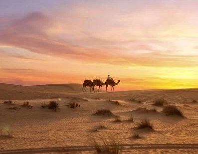 Сафари с Platinum Heritage в Дубаи: Camel, Desert , Trip , Travelling , Пора отдыхать, Трип, Пустыня , Верблюд , Экскурсия,