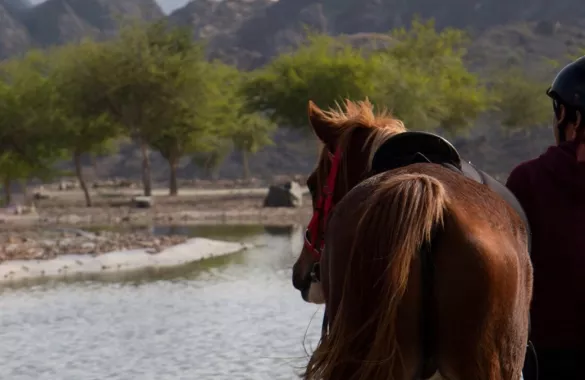 Конные прогулки "Hatta Horses"