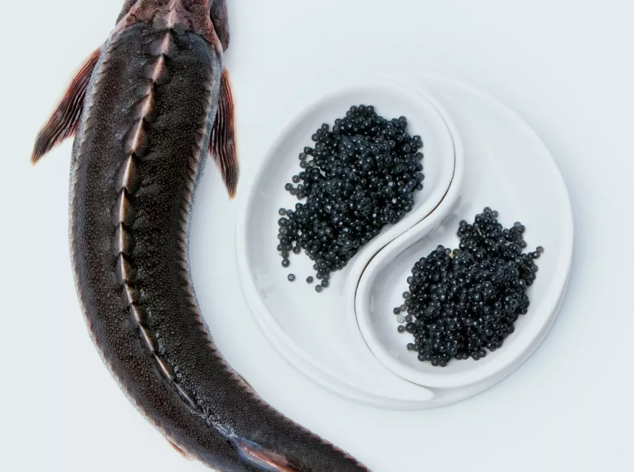 Икорный магазин Caviar Жемчужина Каспия в Москве: Икорный магазин, Фишмаркет, Морепродукты, Покушать, Рыба, Черная икра, Деликатесы,