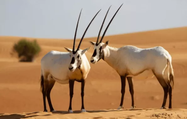 Заповедник "Desert Conservation Reserve"