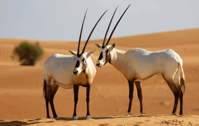 Заповедник Desert Conservation Reserve в Дубаи: Любимцы, Пора отдыхать, Пустыня , Animals , Trip, Travelling , Заповедник , Desert , Reserve, Экскурсия,
