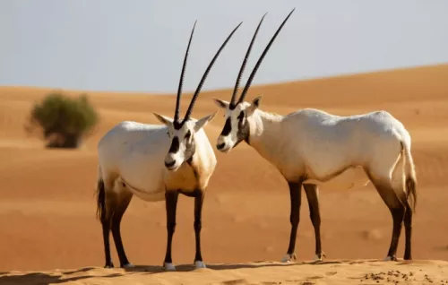 Заповедник Desert Conservation Reserve  в  Дубаи