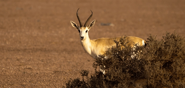 Заповедник Desert Conservation Reserve в Дубаи: Любимцы, Пора отдыхать, Пустыня , Animals , Trip, Travelling , Заповедник , Desert , Reserve, Экскурсия,