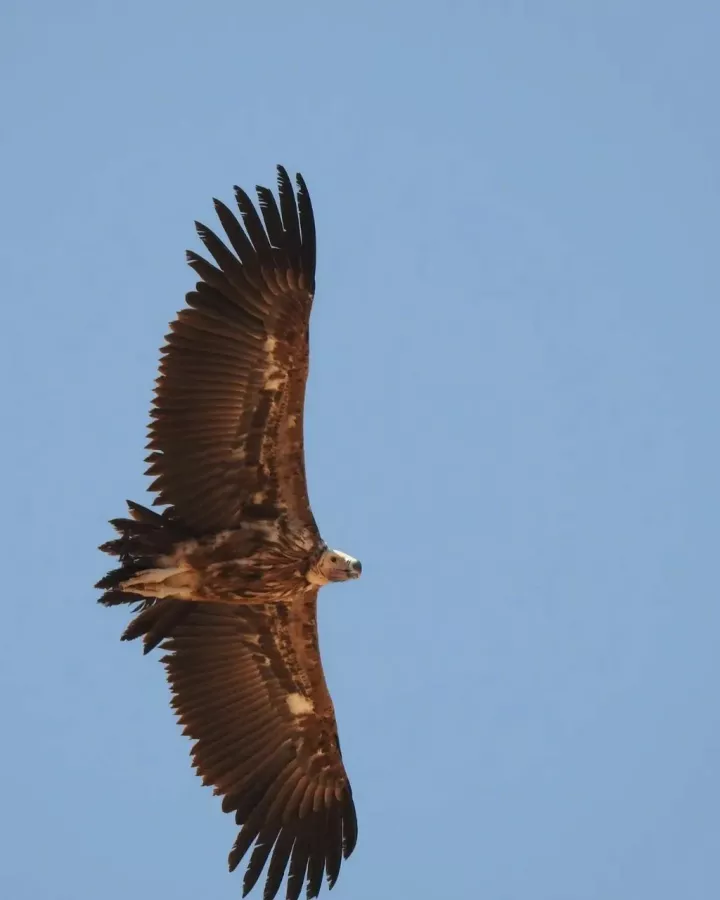 Заповедник Desert Conservation Reserve в Дубаи: Любимцы, Пора отдыхать, Пустыня , Animals , Trip, Travelling , Заповедник , Desert , Reserve, Экскурсия,