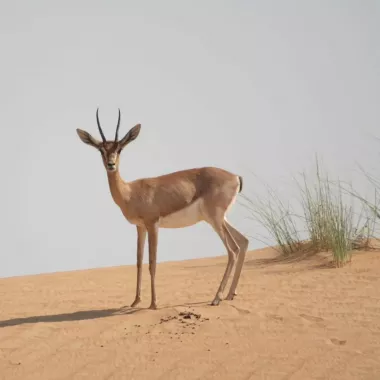 Заповедник "Desert Conservation Reserve"