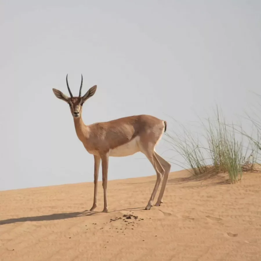 Заповедник Desert Conservation Reserve в Дубаи: Любимцы, Пора отдыхать, Пустыня , Animals , Trip, Travelling , Заповедник , Desert , Reserve, Экскурсия,
