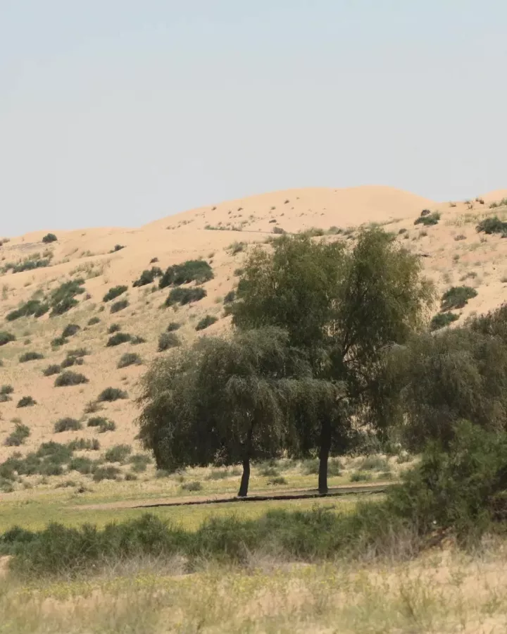 Заповедник Desert Conservation Reserve в Дубаи: Любимцы, Пора отдыхать, Пустыня , Animals , Trip, Travelling , Заповедник , Desert , Reserve, Экскурсия,