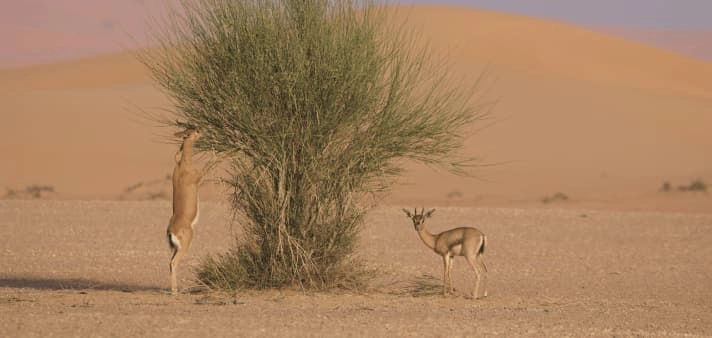 Заповедник "Desert Conservation Reserve"