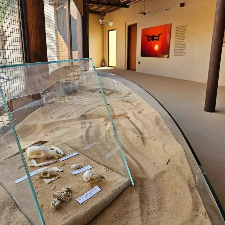 Заповедник Desert Conservation Reserve в Дубаи: Любимцы, Пора отдыхать, Пустыня , Animals , Trip, Travelling , Заповедник , Desert , Reserve, Экскурсия,