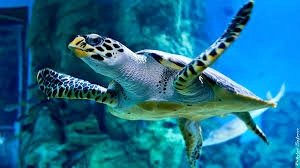Черепаховая лагуна в Дубаи: Animals , Turtle , Turtle Lagoon , Trip , Travelling , Черепахи, Черепаховая лагуна,