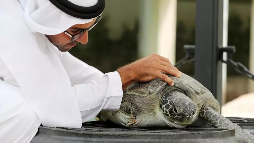 Черепаховая лагуна в Дубаи: Animals , Turtle , Turtle Lagoon , Trip , Travelling , Черепахи, Черепаховая лагуна,