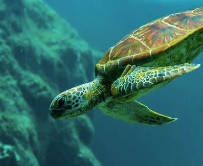 Черепаховая лагуна в Дубаи: Animals , Turtle , Turtle Lagoon , Trip , Travelling , Черепахи, Черепаховая лагуна,