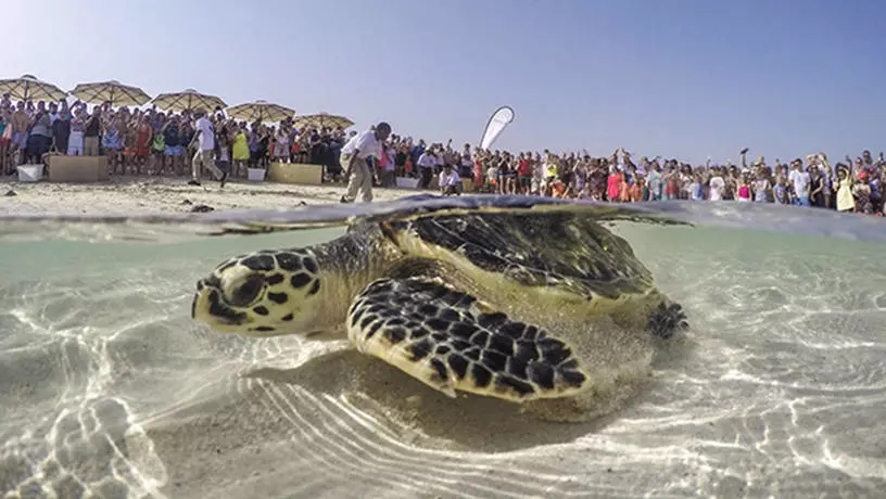 Черепаховая лагуна в Дубаи: Animals , Turtle , Turtle Lagoon , Trip , Travelling , Черепахи, Черепаховая лагуна,