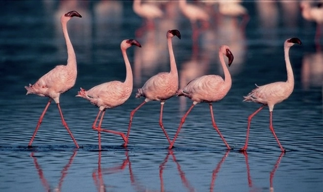 Природный заповедник Ras Al Khor в Дубаи: Flamingo , Birds , Trip, Travelling , Excursion, Reserve, Фламинго, Заповедник , Туристам , Экскурсия,