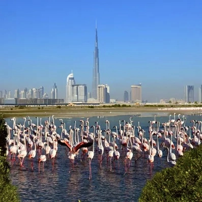 Природный заповедник Ras Al Khor в Дубаи: Flamingo , Birds , Trip, Travelling , Excursion, Reserve, Фламинго, Заповедник , Туристам , Экскурсия,