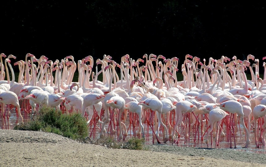Природный заповедник Ras Al Khor в Дубаи: Flamingo , Birds , Trip, Travelling , Excursion, Reserve, Фламинго, Заповедник , Туристам , Экскурсия,