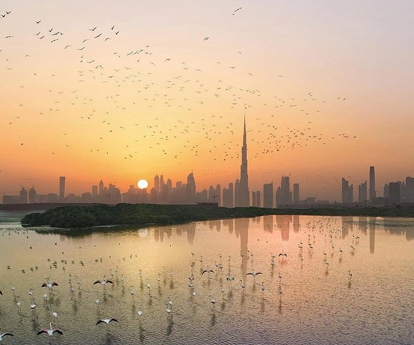 Природный заповедник Ras Al Khor в Дубаи: Flamingo , Birds , Trip, Travelling , Excursion, Reserve, Фламинго, Заповедник , Туристам , Экскурсия,