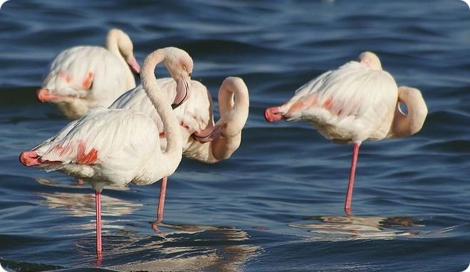 Природный заповедник Ras Al Khor в Дубаи: Flamingo , Birds , Trip, Travelling , Excursion, Reserve, Фламинго, Заповедник , Туристам , Экскурсия,