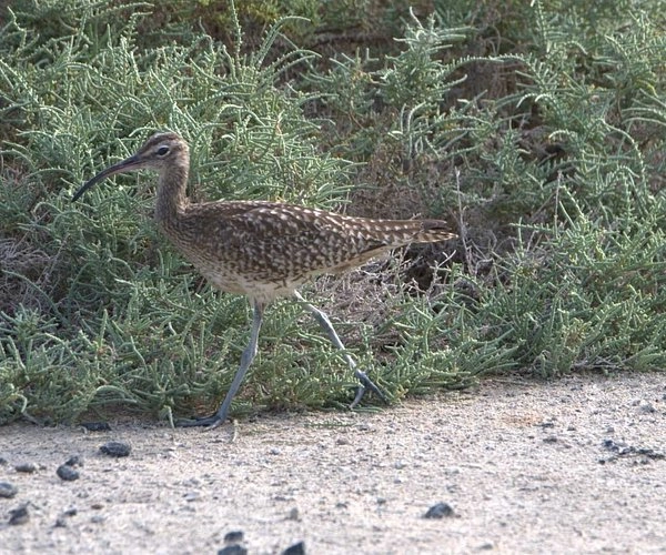 Природный заповедник Ras Al Khor в Дубаи: Flamingo , Birds , Trip, Travelling , Excursion, Reserve, Фламинго, Заповедник , Туристам , Экскурсия,