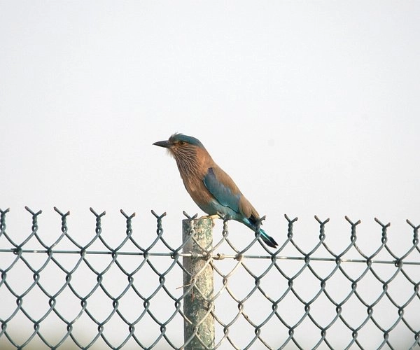 Природный заповедник Ras Al Khor в Дубаи: Flamingo , Birds , Trip, Travelling , Excursion, Reserve, Фламинго, Заповедник , Туристам , Экскурсия,