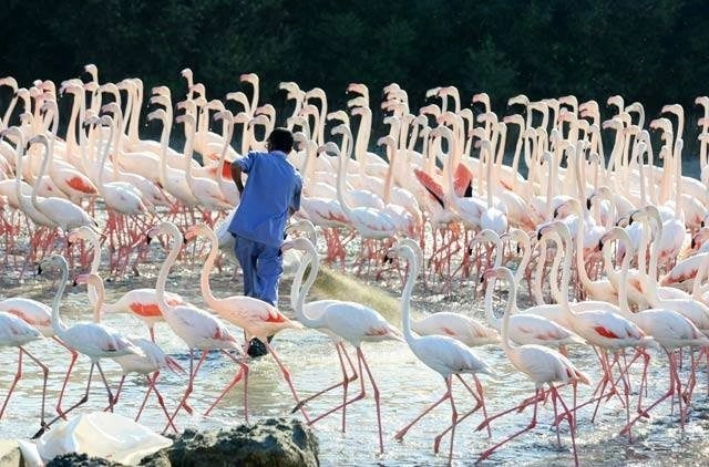 Природный заповедник Ras Al Khor в Дубаи: Flamingo , Birds , Trip, Travelling , Excursion, Reserve, Фламинго, Заповедник , Туристам , Экскурсия,