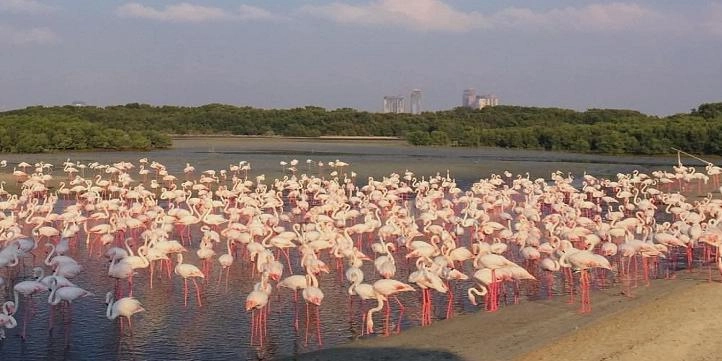 Природный заповедник Ras Al Khor в Дубаи: Flamingo , Birds , Trip, Travelling , Excursion, Reserve, Фламинго, Заповедник , Туристам , Экскурсия,
