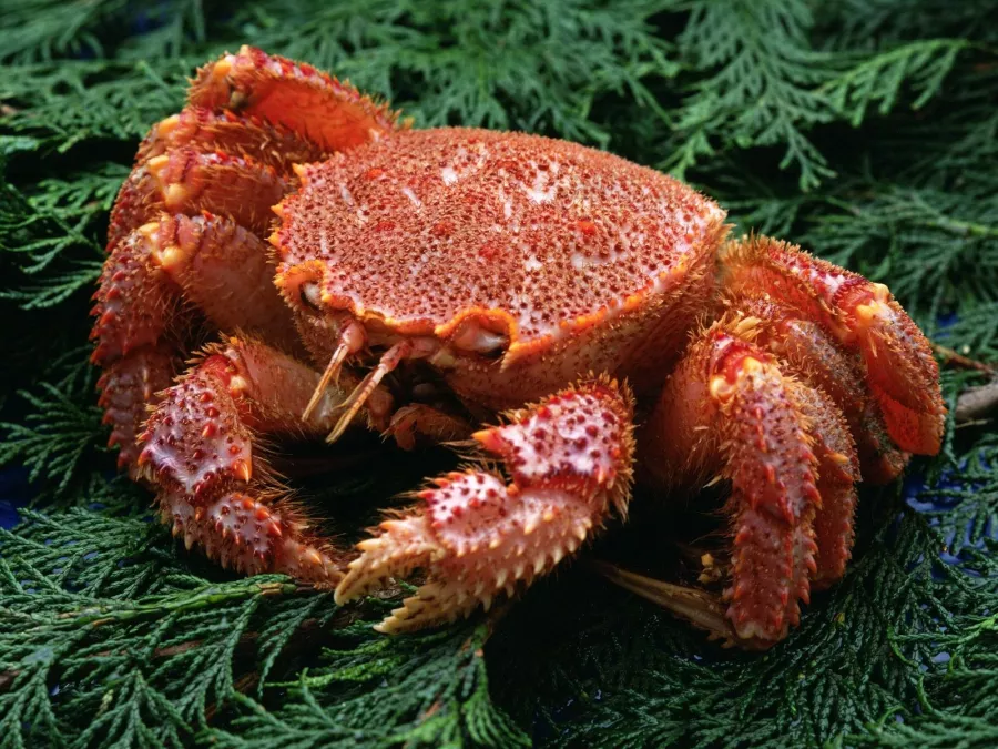 Магазин Моремания на Ленинской Слободе в Москве: Покушать, Морепродукты, Рыба, Продуктовый, Икорный магазин, Фишмаркет, Деликатесы,