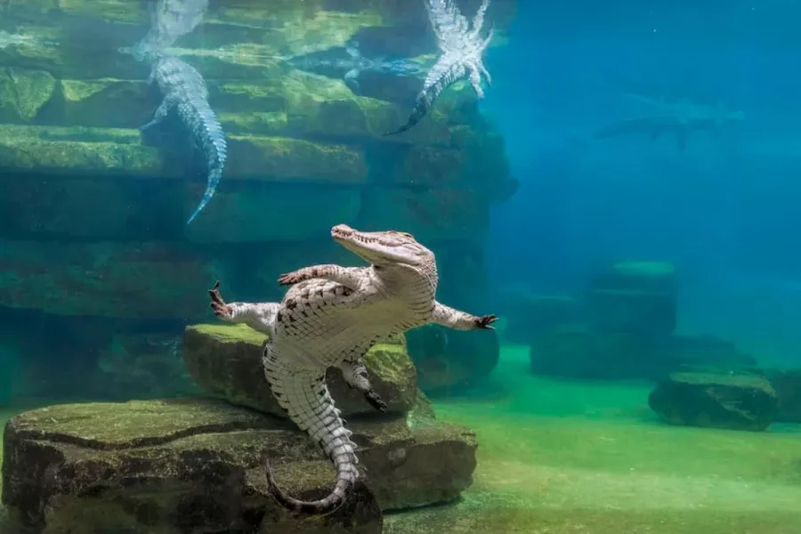 Парк крокодилов Crocodile Park в Дубаи: Crocodile Park, Crocodile, Aquarium , Tourists , Animals , Что посетить , Крокодил 🐊 , Парк Крокодилов , Туристам,
