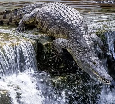 Парк крокодилов Crocodile Park в Дубаи: Crocodile Park, Crocodile, Aquarium , Tourists , Animals , Что посетить , Крокодил 🐊 , Парк Крокодилов , Туристам,