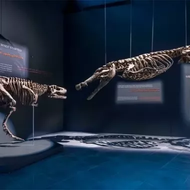 Парк крокодилов "Crocodile Park"