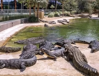 Парк крокодилов Crocodile Park в Дубаи: Crocodile Park, Crocodile, Aquarium , Tourists , Animals , Что посетить , Крокодил 🐊 , Парк Крокодилов , Туристам,