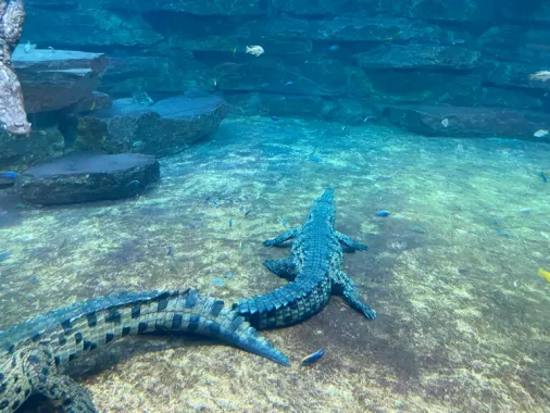 Парк крокодилов "Crocodile Park"