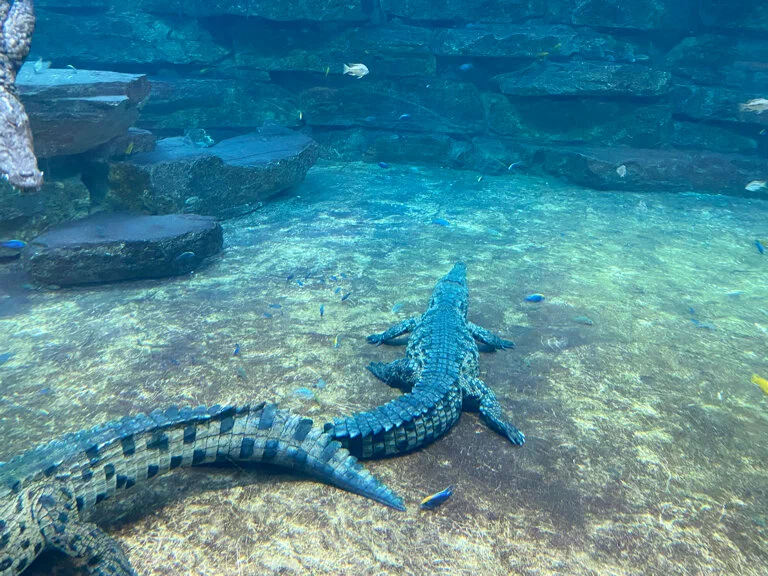 Парк крокодилов Crocodile Park в Дубаи: Crocodile Park, Crocodile, Aquarium , Tourists , Animals , Что посетить , Крокодил 🐊 , Парк Крокодилов , Туристам,