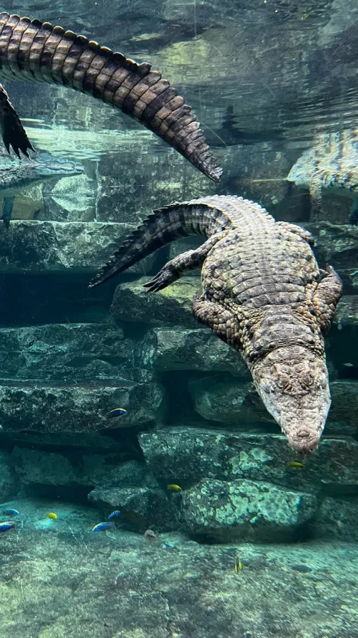 Парк крокодилов Crocodile Park в Дубаи: Crocodile Park, Crocodile, Aquarium , Tourists , Animals , Что посетить , Крокодил 🐊 , Парк Крокодилов , Туристам,