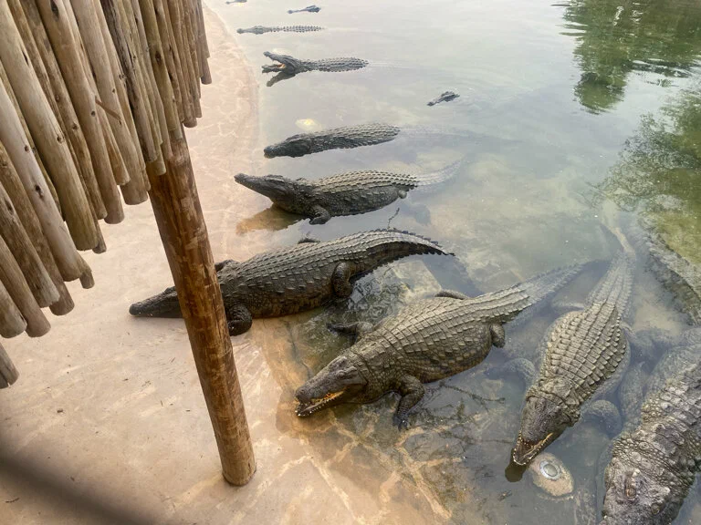 Парк крокодилов Crocodile Park в Дубаи: Crocodile Park, Crocodile, Aquarium , Tourists , Animals , Что посетить , Крокодил 🐊 , Парк Крокодилов , Туристам,