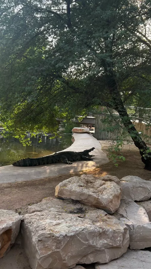 Парк крокодилов Crocodile Park в Дубаи: Crocodile Park, Crocodile, Aquarium , Tourists , Animals , Что посетить , Крокодил 🐊 , Парк Крокодилов , Туристам,