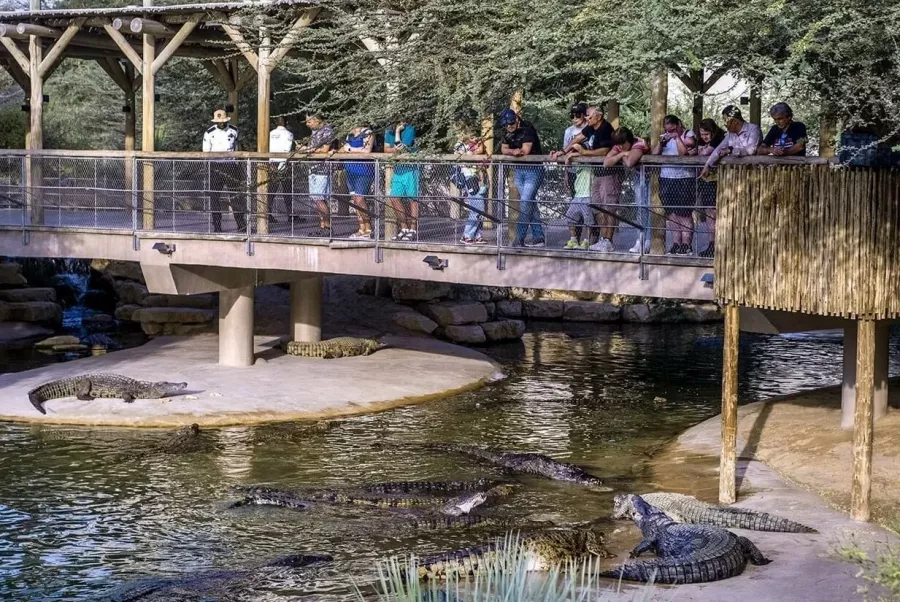 Парк крокодилов Crocodile Park в Дубаи: Crocodile Park, Crocodile, Aquarium , Tourists , Animals , Что посетить , Крокодил 🐊 , Парк Крокодилов , Туристам,